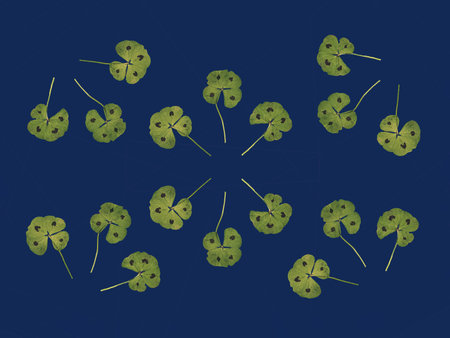 Lucky four leaves clovers on blue background. Minimal flat lay pattern, horizontal composition, St. PatricikÂ´s Day celebration conceptの写真素材