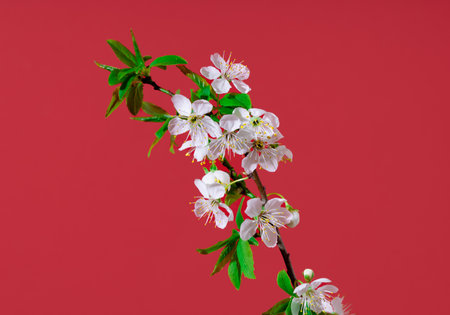 Blossom tree branch on red background. Minimal horizontal composition, springtime natural beauty conceptの写真素材