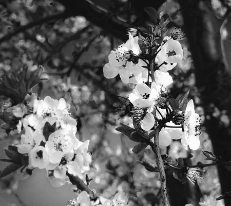 Blossoming tree branches on blurred background. Minimal horizontal composition, black and white springtime natural beauty conceptの写真素材