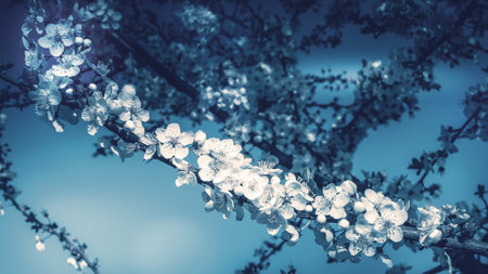 Blossoming tree branches on blurred blue background. Minimal horizontal composition, monochrome springtime natural beauty conceptの写真素材