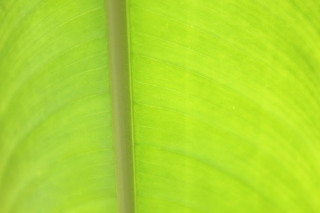 banana leaves 