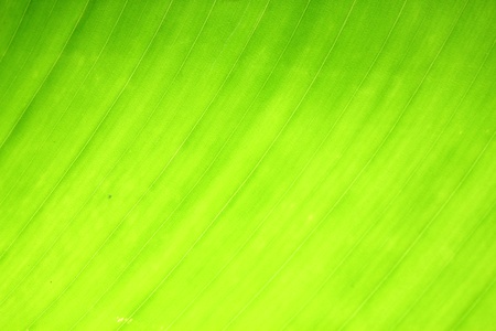 greenの写真素材