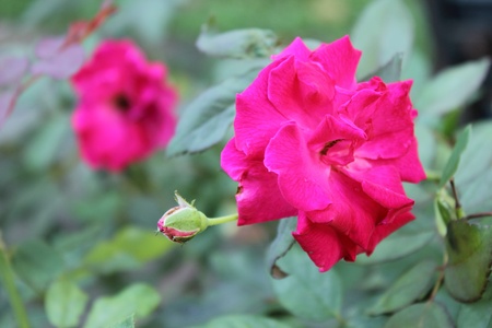 Rose pink.の写真素材