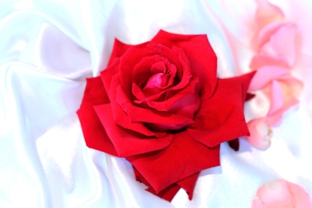 Red rosesの写真素材