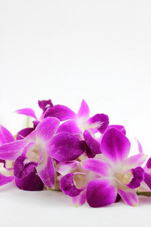 Purple orchidの写真素材