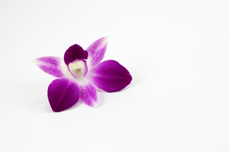 Purple orchidの写真素材