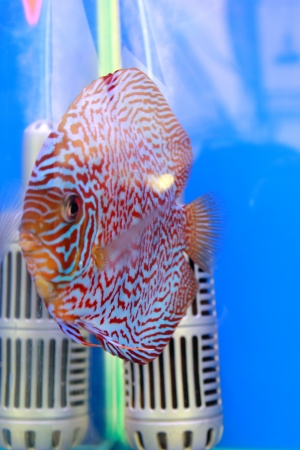 discus fishの写真素材