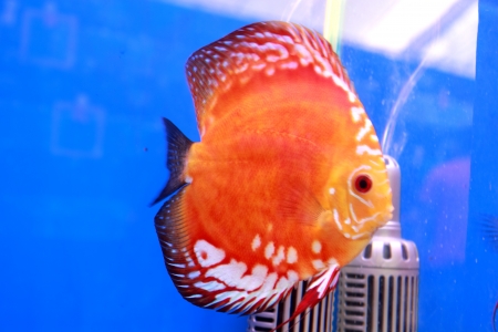 discus fishの写真素材