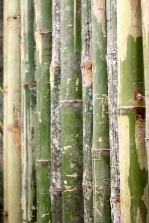 good quality natural bamboo textureの写真素材