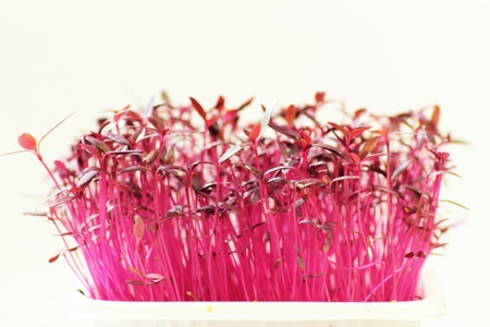 A Shot of Gorgeous pink  Micro greensの写真素材
