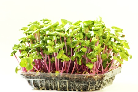  Growing microgreens on plastic white cupの写真素材