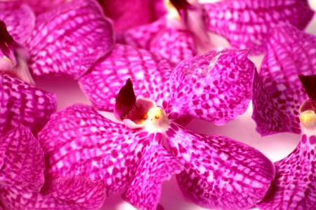 A Purple orchids on a isolated background