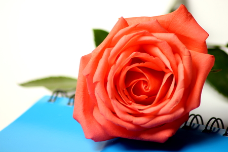 A Notebook with rose on white backgroundの写真素材