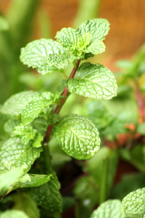  A Fresh mint growing in the garden