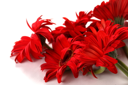 A Red gerbera flower isolated on whute.の写真素材