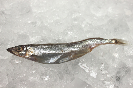Small fish on ice at a fish market.の写真素材