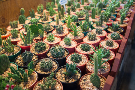 The image of beautiful cactus in pot at garden