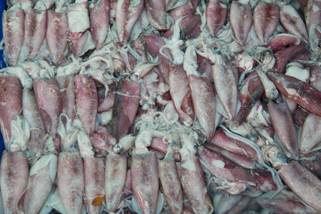 Fresh squid put for sell in the market