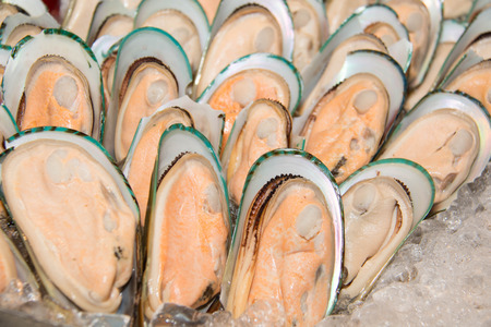 New Zealand green mussels on ice background