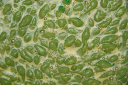 A Noodles made of rice eaten with coconut milkの写真素材