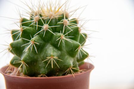 A green cactus on a white backgroundの写真素材