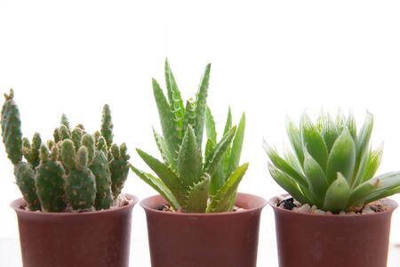 A green cactus on a white backgroundの写真素材