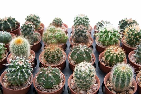 A green cactus on a white backgroundの写真素材