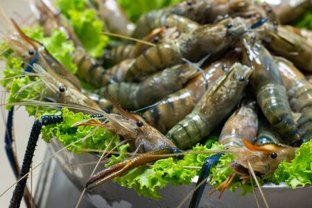 A river prawn on ice backgroundの写真素材