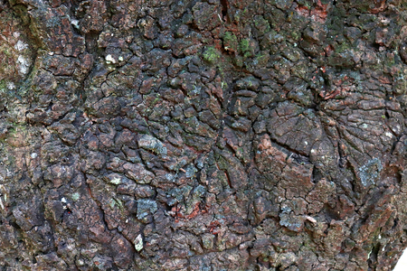 Tree bark texture background. - Image a tree of Thailand.