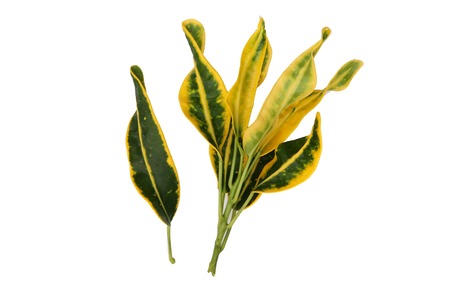 Green and yellow Croton Leaves or Oksn ,isolated on white background  Thailand Ancient people believed that any home grown Oksn at home to make a halo.  Oksn ancient remains because the charity is to create a virtuous deeds.の写真素材