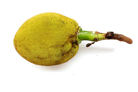jack fruit with leaf isolated on white background High resolution image gallery.