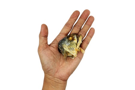 Fried Mackerel head in mail hand isolated on white background High resolution image gallery.