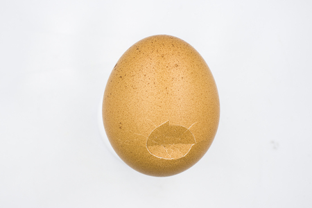 chicken egg isolated on white background High resolution image gallery.の写真素材