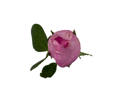 Closes up pink rose on white background soft focus in vintage style for happy valentine's day High resolution image gallery.の写真素材