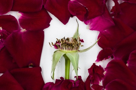 Group of Red Rose Petals, Frame,copy space back ground. High resolution image gallery.の写真素材