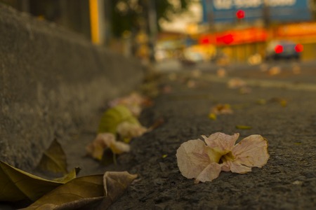 The soft blurred and soft focus of Golden shower, Cassia fistula, Fabaceae, yellow flower fall on the floor.Thailand's national flower High resolution image gallery.の写真素材