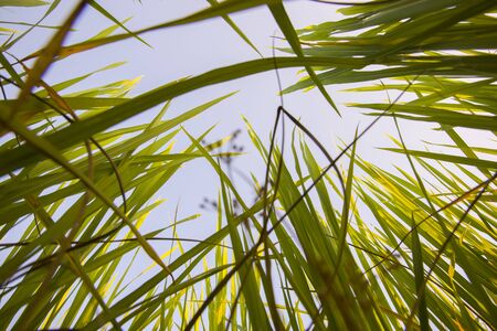 Close up of yellow green rice field. Rice filed at sunset time. Rice filed back ground.  High resolution image gallery.の写真素材