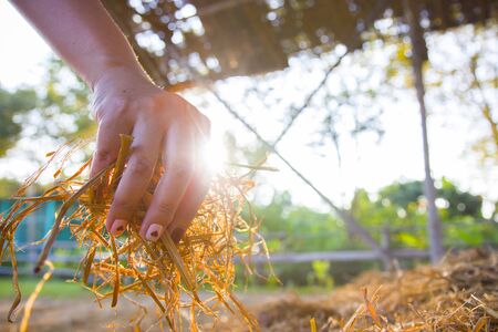 The woman is holding a hay, straw, stubble of the old grass. Procurement of feed for livestock or for sprinkling the beds. Real lens flare shot.  High resolution image gallery.の写真素材
