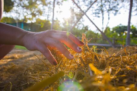 The woman is holding a hay, straw, stubble of the old grass. Procurement of feed for livestock or for sprinkling the beds. Real lens flare shot.  High resolution image gallery.の写真素材