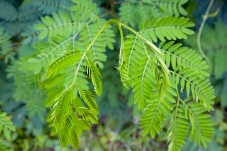 Young shoots of White popinac, Wild tamarind, Leadtree on the tree. In Thailand, popularly eaten...