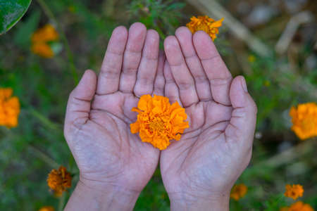 The yellow flowers is known as African Marigold, Aztec marigold, big Marigold and American Marigold...