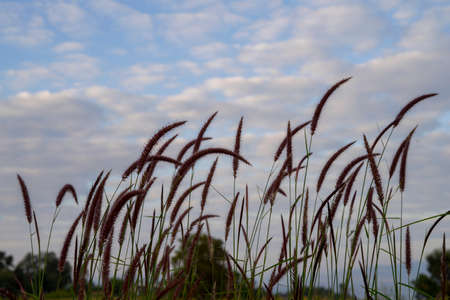 Pink Muhly Grass Muhlenbergia Capillaris on field with blue sky background.の写真素材