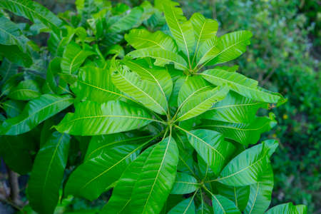 top view of Young leaves of mango that have sprouted new tops.