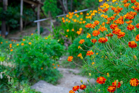 Bright orange beautiful marigold flowers bush, autumn floral background