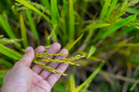 Ripe ears of rice in a man hand. Products from rice concept. Food for human from rice.の写真素材