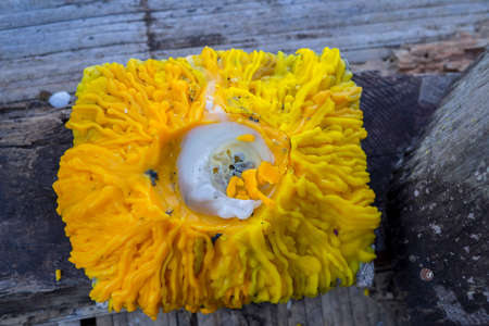 yellow melted candle drips in shape of solid drops. abstract wax texture. Defocus background with melted paraffin candle dripsの写真素材