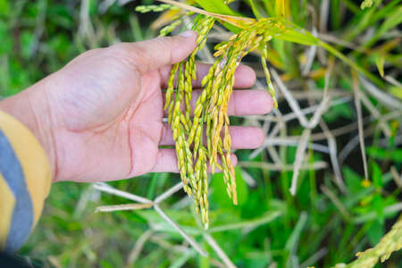 Ripe ears of rice in a man hand. Products from rice concept. Food for human from rice.の写真素材