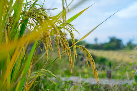Ear of paddy : Rice a grain that is the most important food crop of the developing world.の写真素材