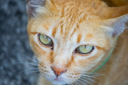 Beautiful feline cat at home. Domestic animal.