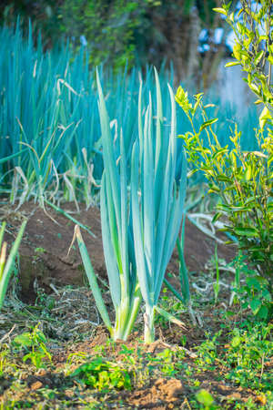 Green onions growing in the garden and spring onion.